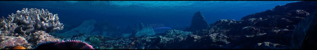 Banner submarino panoramico 8K - arrecife derecho